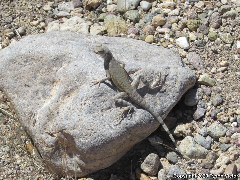 Western Zebra-tailed Lizard (Callisaurus draconoides rhodostictus)