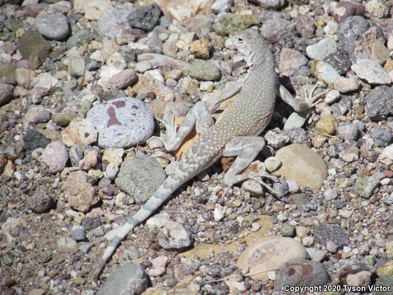 Western Zebra-tailed Lizard (Callisaurus draconoides rhodostictus)