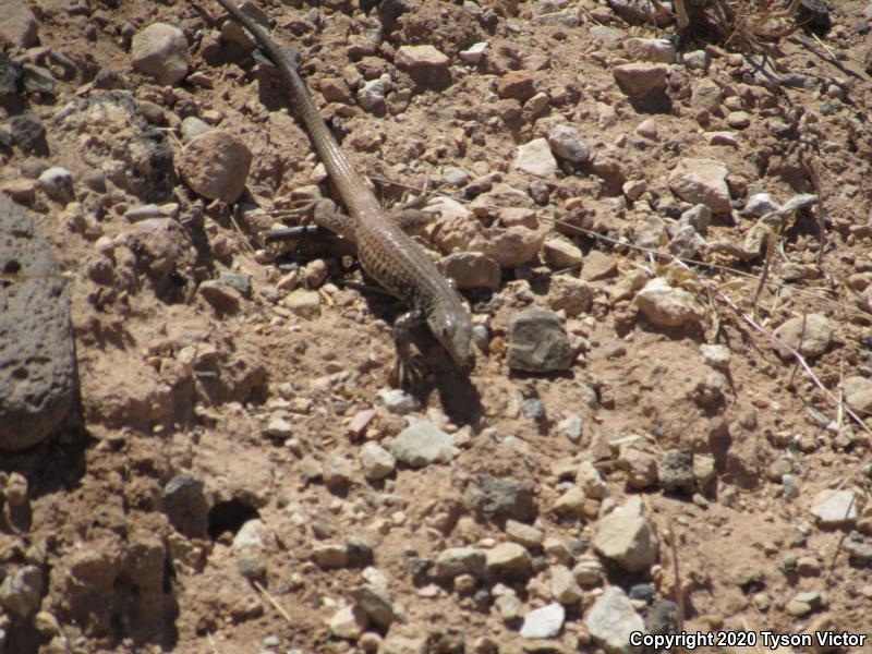 Northern Whiptail (Aspidoscelis tigris septentrionalis)