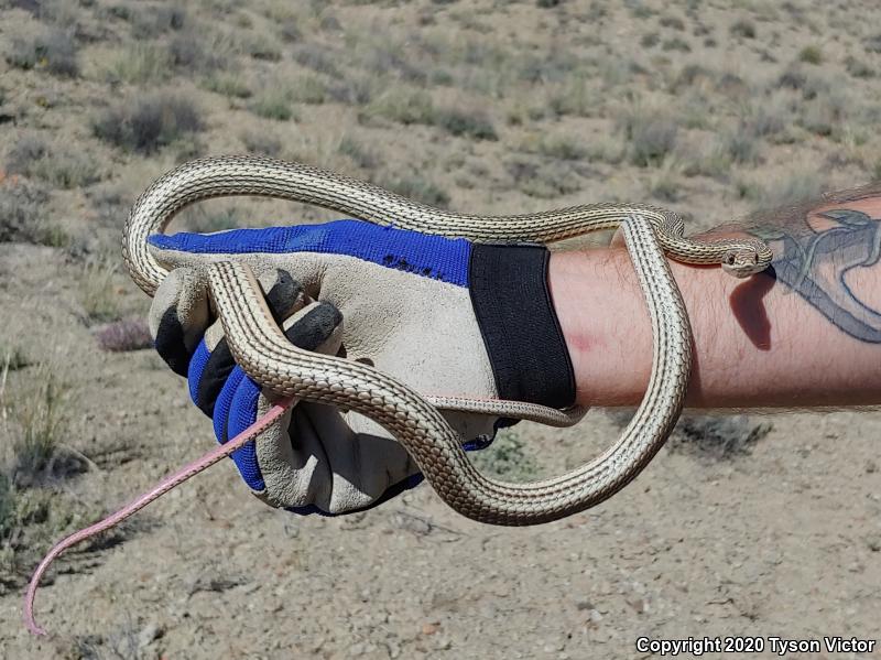 Desert Striped Whipsnake (Coluber taeniatus taeniatus)