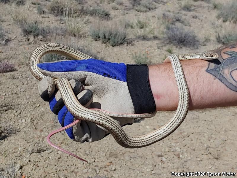 Desert Striped Whipsnake (Coluber taeniatus taeniatus)