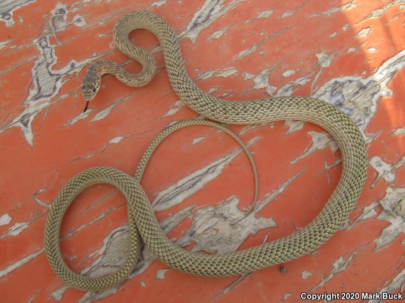 San Joaquin Coachwhip (Coluber flagellum ruddocki)