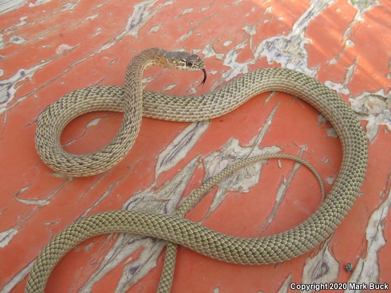 San Joaquin Coachwhip (Coluber flagellum ruddocki)