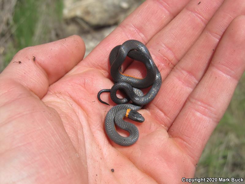 Coral-bellied Ring-necked Snake (Diadophis punctatus pulchellus)