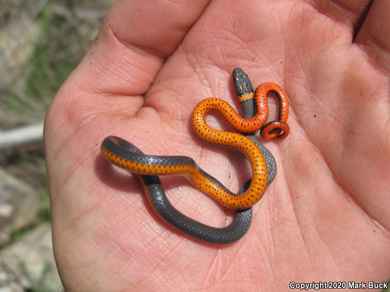 Coral-bellied Ring-necked Snake (Diadophis punctatus pulchellus)