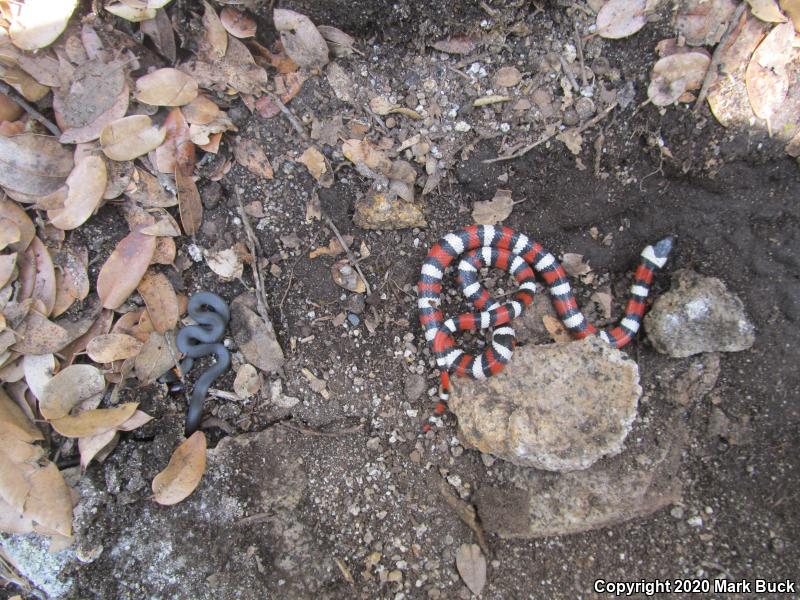 Coral-bellied Ring-necked Snake (Diadophis punctatus pulchellus)