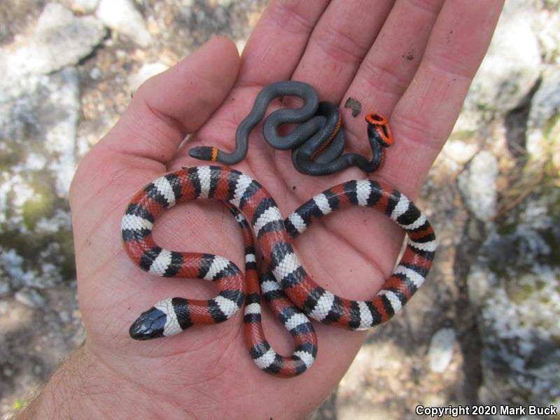 Coral-bellied Ring-necked Snake (Diadophis punctatus pulchellus)