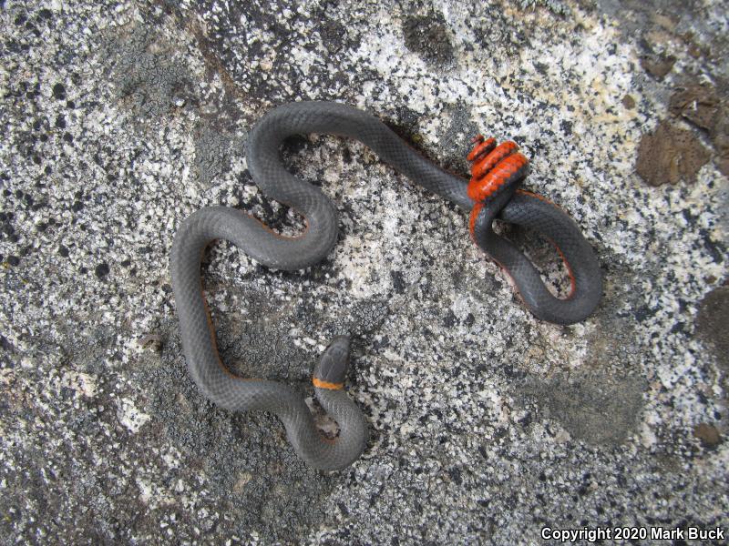 Coral-bellied Ring-necked Snake (Diadophis punctatus pulchellus)
