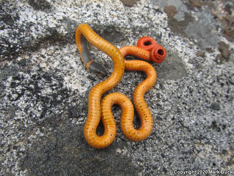 Coral-bellied Ring-necked Snake (Diadophis punctatus pulchellus)