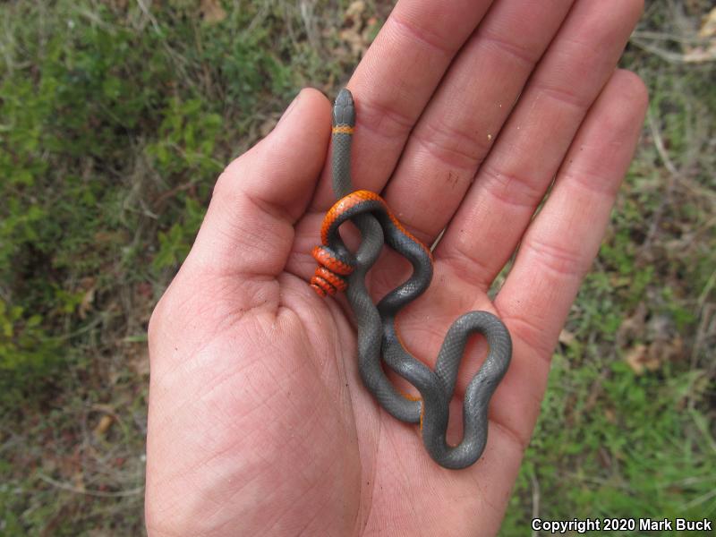 Coral-bellied Ring-necked Snake (Diadophis punctatus pulchellus)