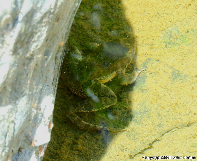Foothill Yellow-legged Frog (Rana boylii)