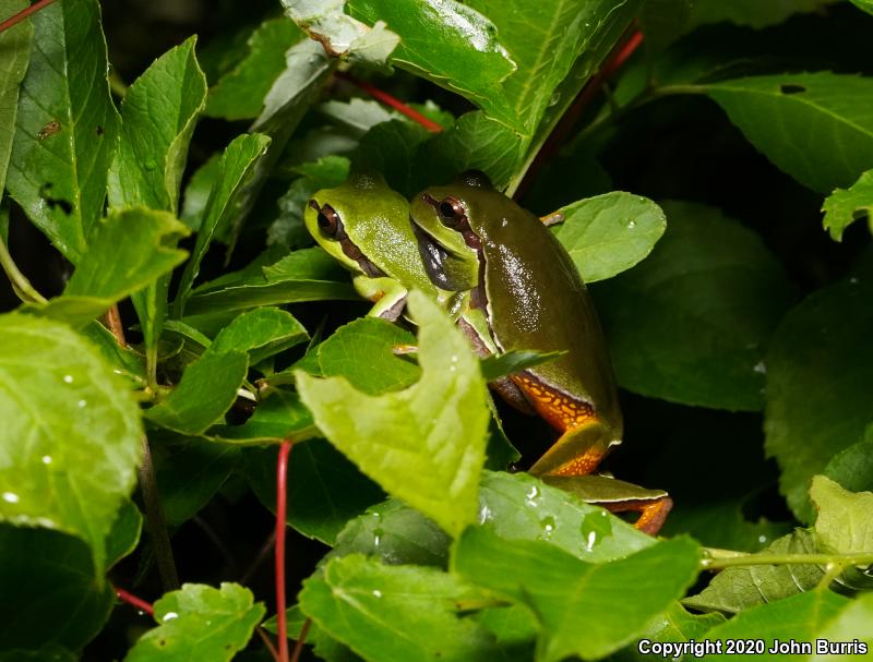 Pine Barrens Treefrog (Hyla andersonii)