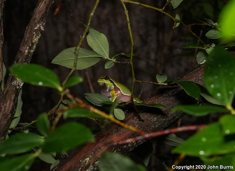 Pine Barrens Treefrog (Hyla andersonii)