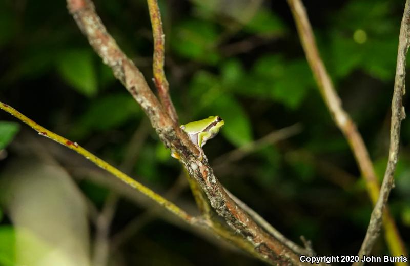 Pine Barrens Treefrog (Hyla andersonii)