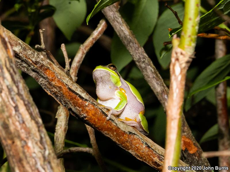 Pine Barrens Treefrog (Hyla andersonii)