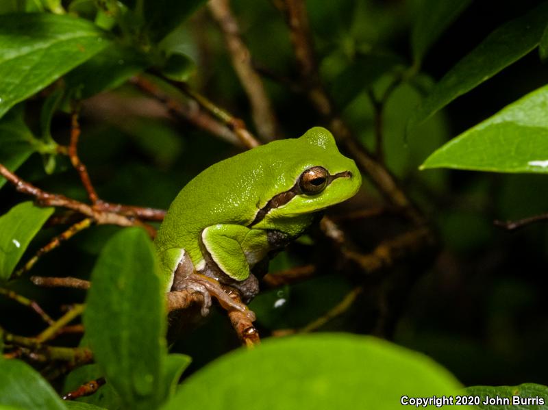 Pine Barrens Treefrog (Hyla andersonii)