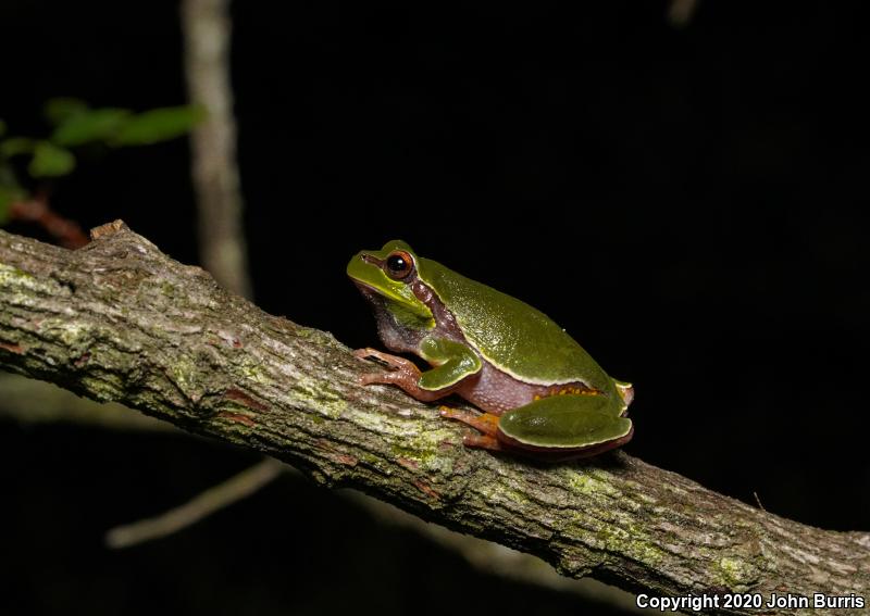 Pine Barrens Treefrog (Hyla andersonii)