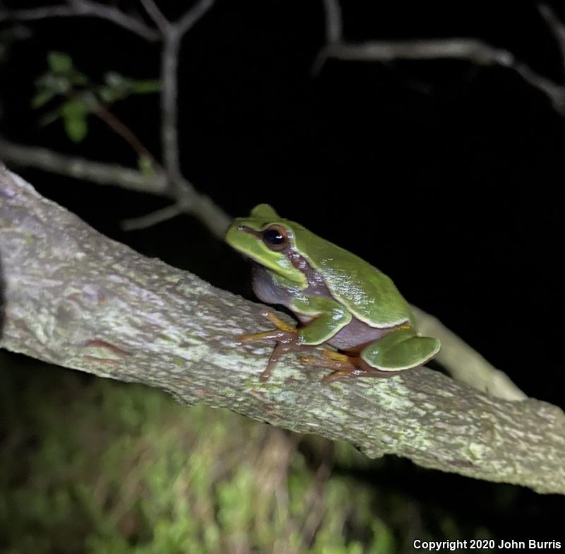 Pine Barrens Treefrog (Hyla andersonii)