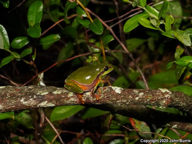 Pine Barrens Treefrog (Hyla andersonii)