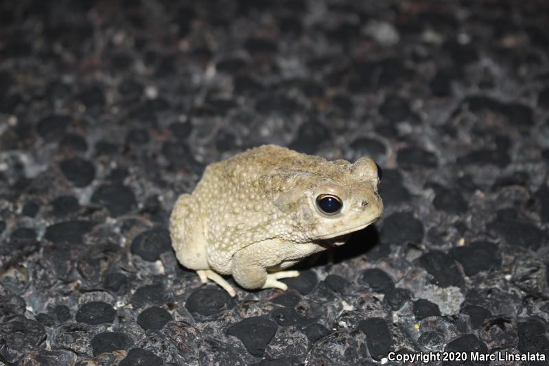 Texas Toad (Anaxyrus speciosus)