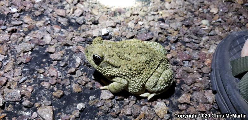 Texas Toad (Anaxyrus speciosus)