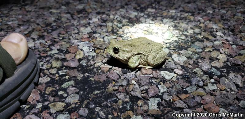 Texas Toad (Anaxyrus speciosus)