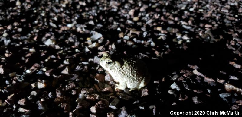 Texas Toad (Anaxyrus speciosus)