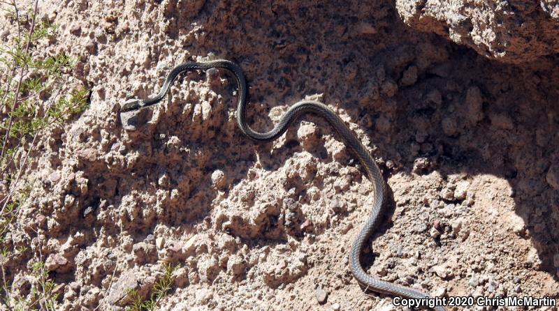 Striped Whipsnake (Coluber taeniatus)