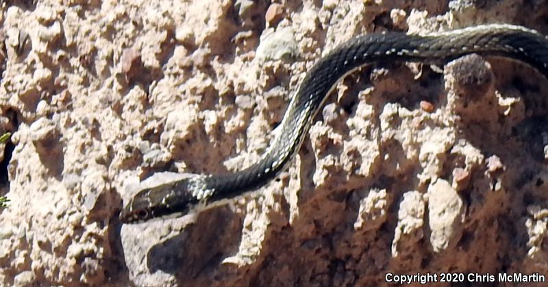 Striped Whipsnake (Coluber taeniatus)