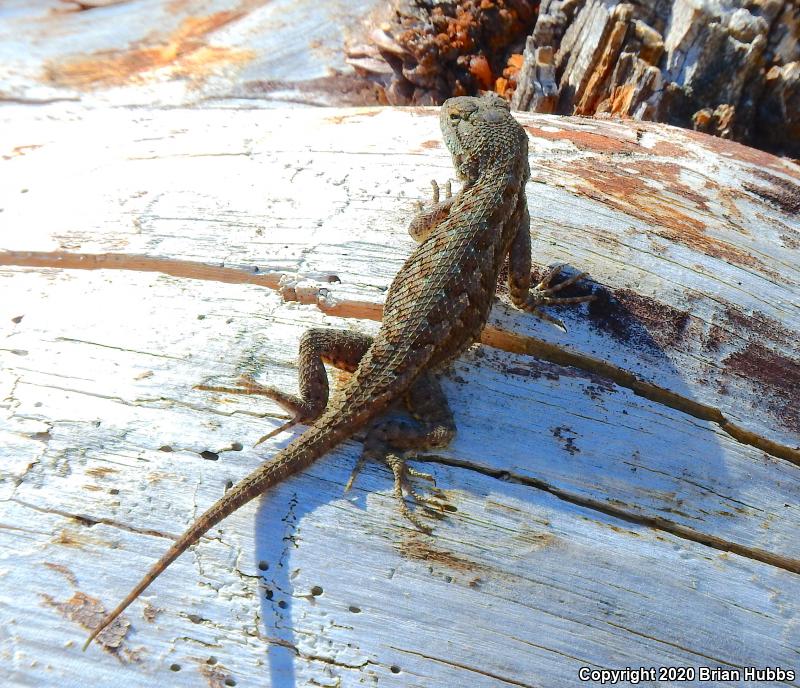 NorthWestern Fence Lizard (Sceloporus occidentalis occidentalis)