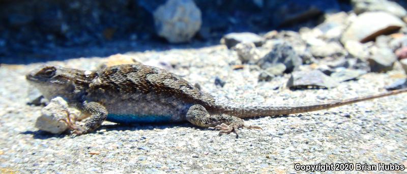 NorthWestern Fence Lizard (Sceloporus occidentalis occidentalis)