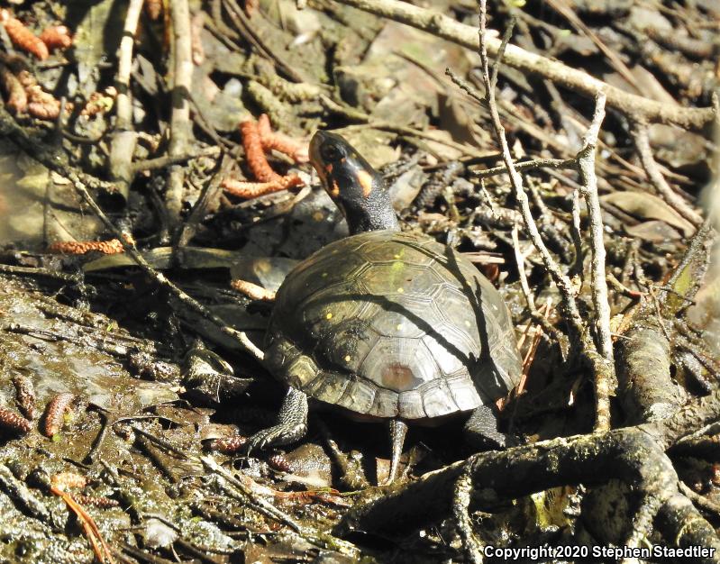 Spotted Turtle (Clemmys guttata)