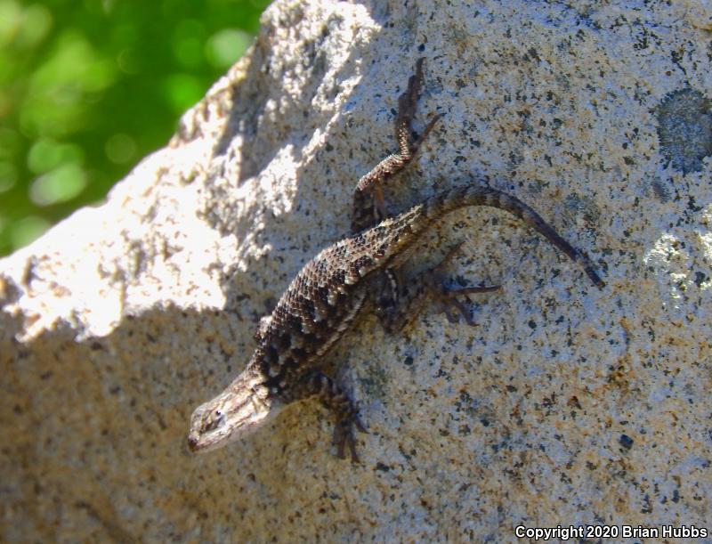 NorthWestern Fence Lizard (Sceloporus occidentalis occidentalis)