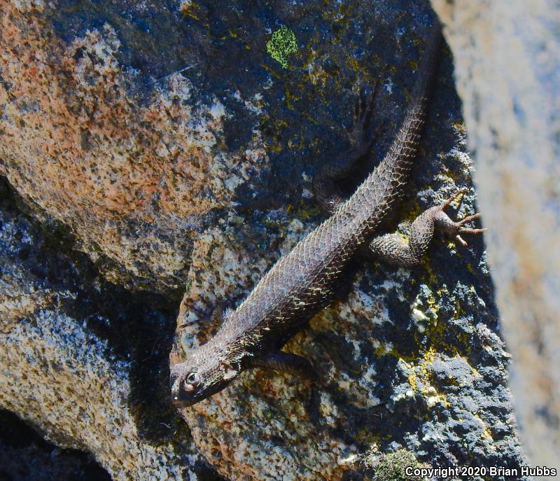 NorthWestern Fence Lizard (Sceloporus occidentalis occidentalis)