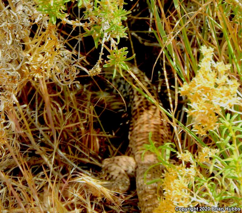 Great Basin Whiptail (Aspidoscelis tigris tigris)