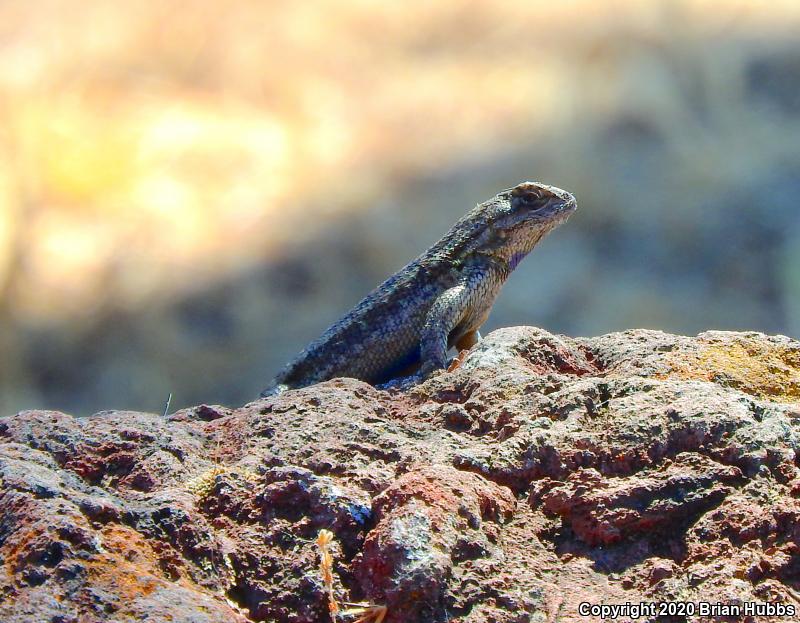 NorthWestern Fence Lizard (Sceloporus occidentalis occidentalis)