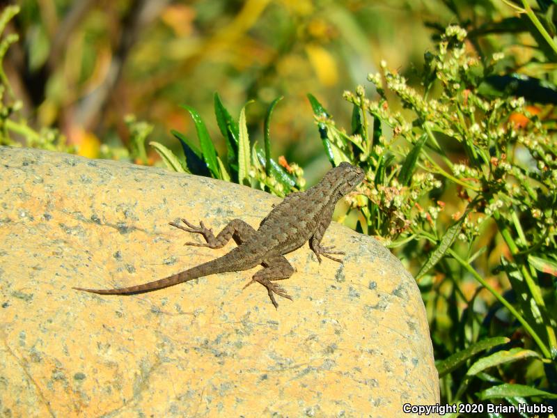 NorthWestern Fence Lizard (Sceloporus occidentalis occidentalis)