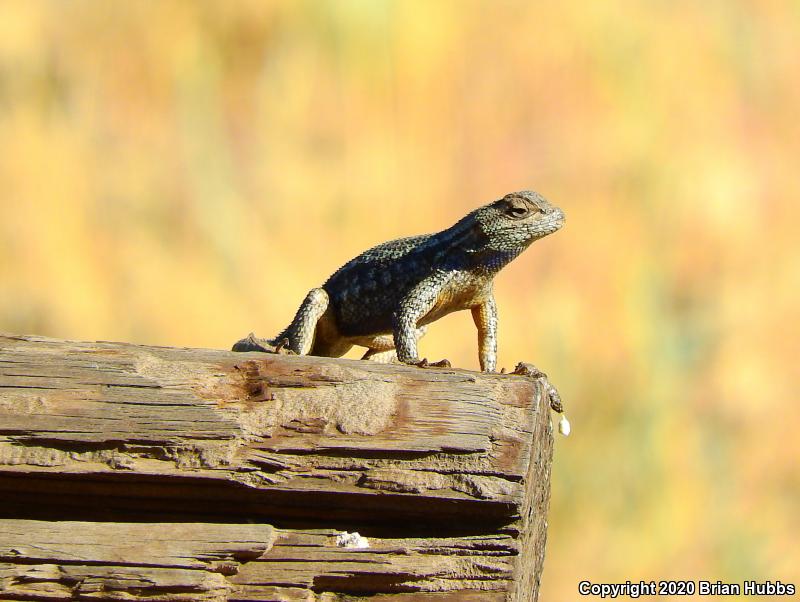 NorthWestern Fence Lizard (Sceloporus occidentalis occidentalis)