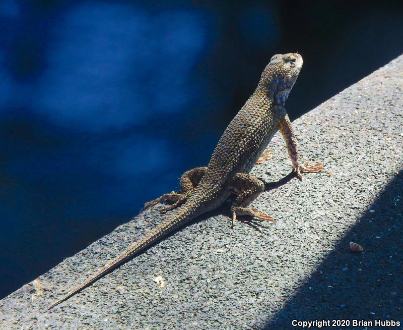 NorthWestern Fence Lizard (Sceloporus occidentalis occidentalis)