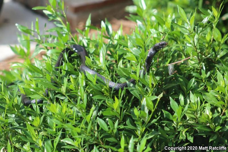 Southern Black Racer (Coluber constrictor priapus)