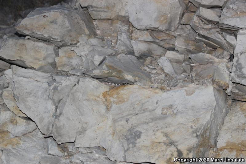 Crevice Spiny Lizard (Sceloporus poinsettii)