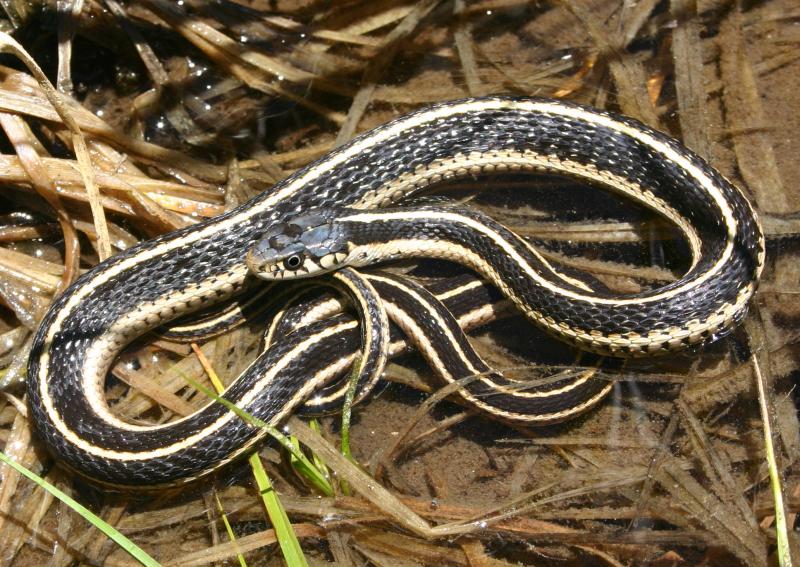 Mountain Gartersnake (Thamnophis elegans elegans)