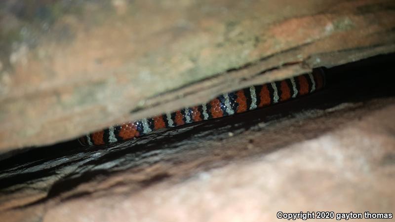 Sonoran Mountain Kingsnake (Lampropeltis pyromelana)