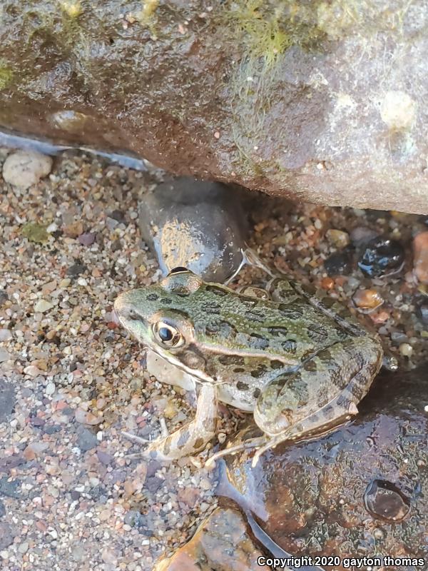 Lowland Leopard Frog (Lithobates yavapaiensis)