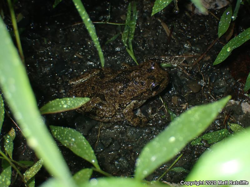 Gray Treefrog (Hyla versicolor)