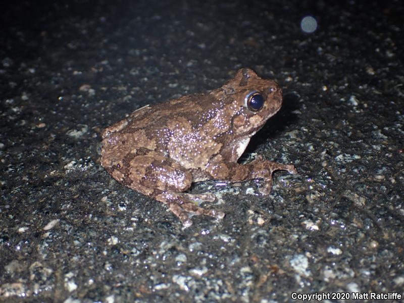 Gray Treefrog (Hyla versicolor)