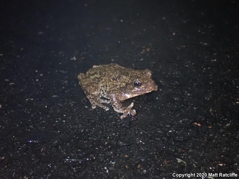 Gray Treefrog (Hyla versicolor)