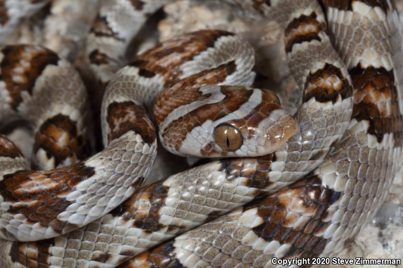 Sonoran Lyresnake (Trimorphodon biscutatus lambda)