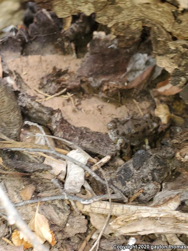 Canyon Treefrog (Hyla arenicolor)