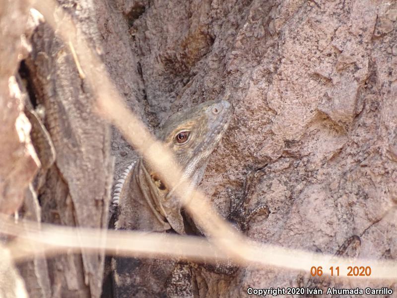 Sonoran Spiny-tailed Iguana (Ctenosaura macrolopha)